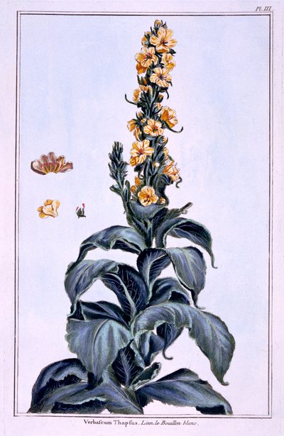 Great Mullein by Pierre Joseph Buchoz